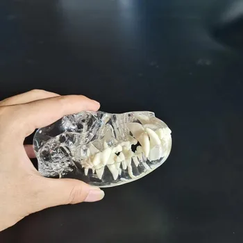 Прозрачная модель собачьего зуба, модель домашнего животного для ветеринарной или студенческой практики.